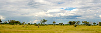 Mamili (Nkasa Lupala) National Park 1
