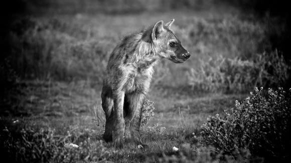 Hyena_BW 1