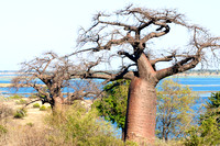 Baobabs on the Chobe River