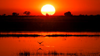 Chobe River 2