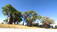 Baines' Baobabs