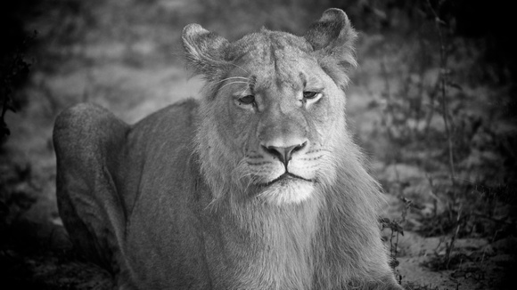 Lion_BW 1